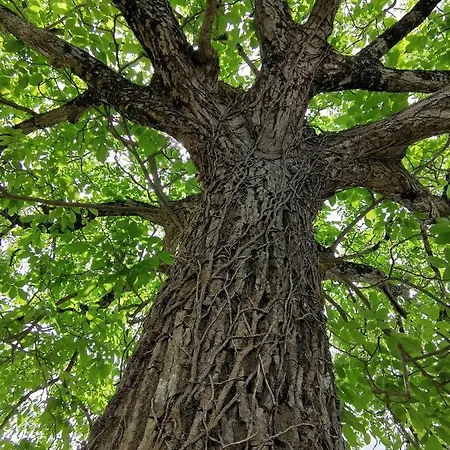 L'ancienne Distillerie *